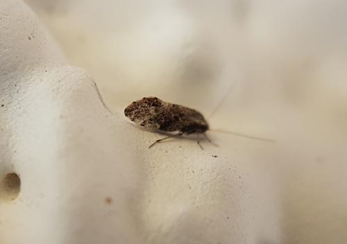 Loensia sp.